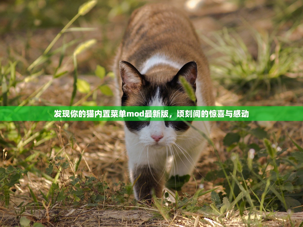 发现你的猫内置菜单mod最新版，顷刻间的惊喜与感动