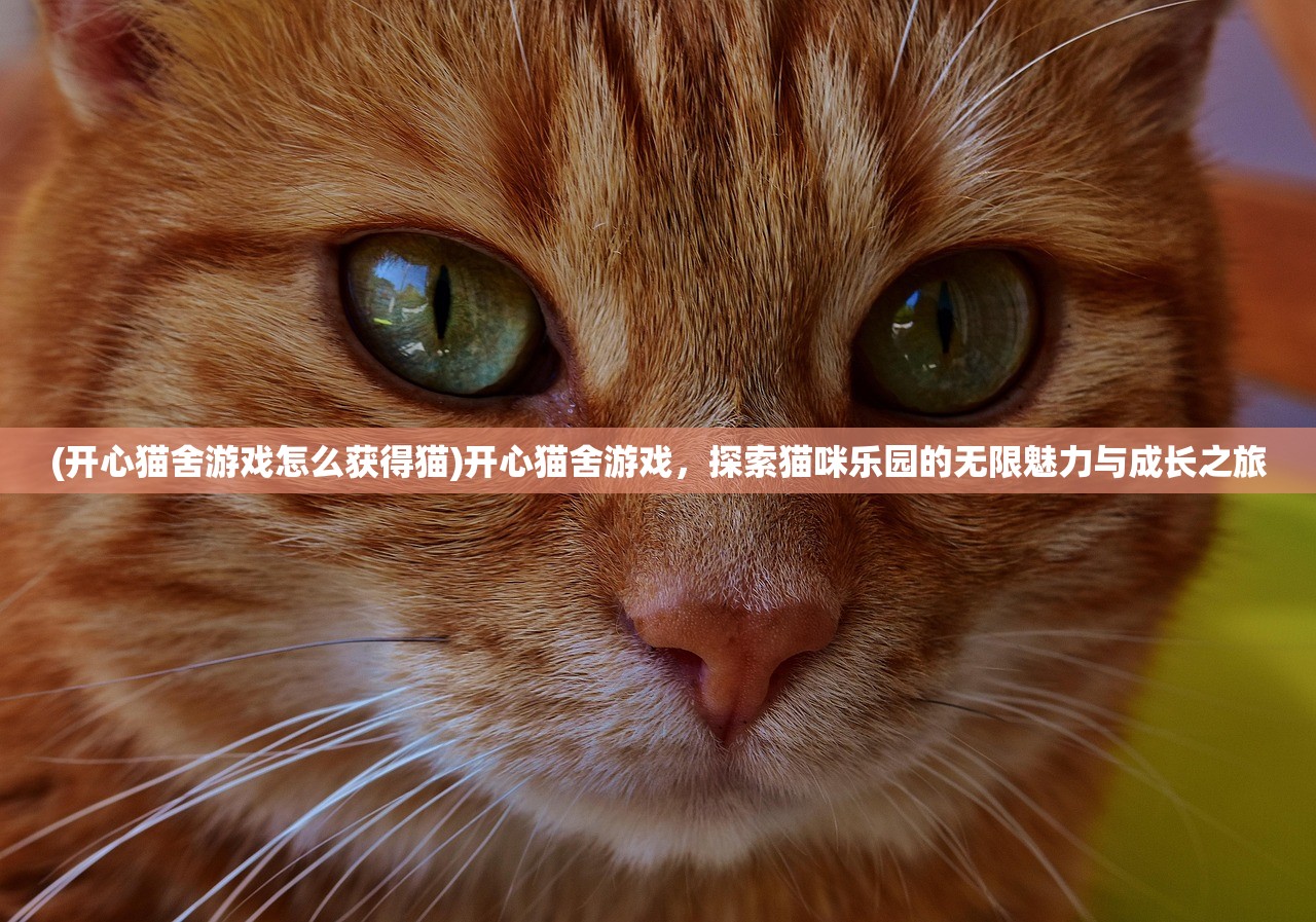 (开心猫舍游戏怎么获得猫)开心猫舍游戏，探索猫咪乐园的无限魅力与成长之旅