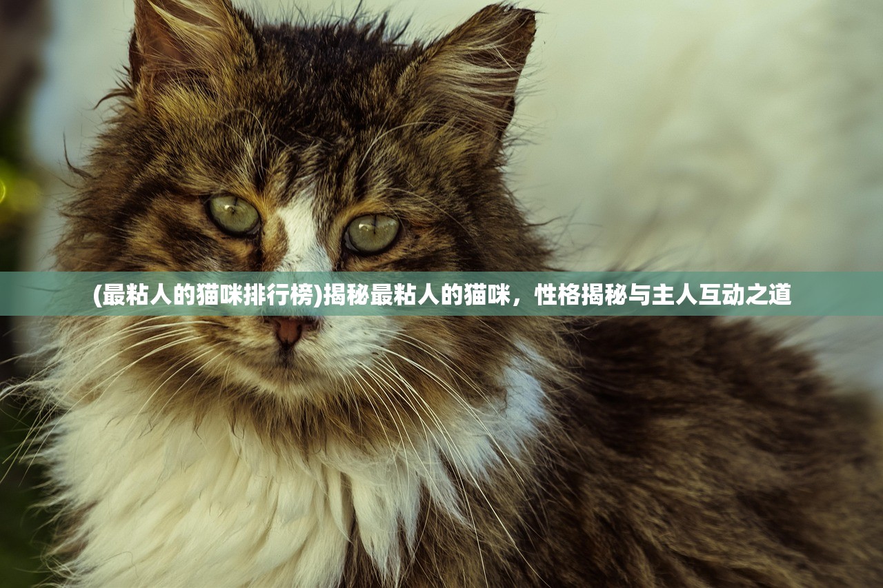 (最粘人的猫咪排行榜)揭秘最粘人的猫咪，性格揭秘与主人互动之道