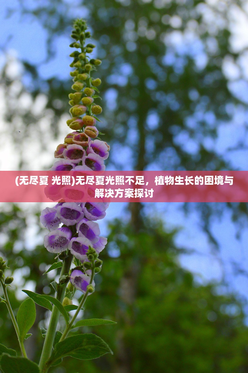 (无尽夏 光照)无尽夏光照不足，植物生长的困境与解决方案探讨