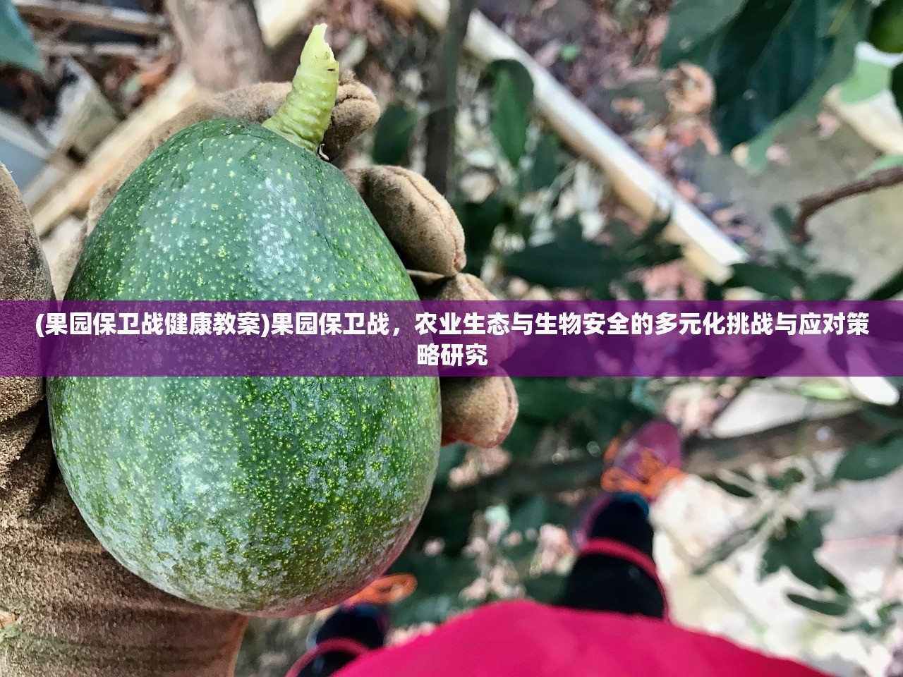 (果园保卫战健康教案)果园保卫战，农业生态与生物安全的多元化挑战与应对策略研究