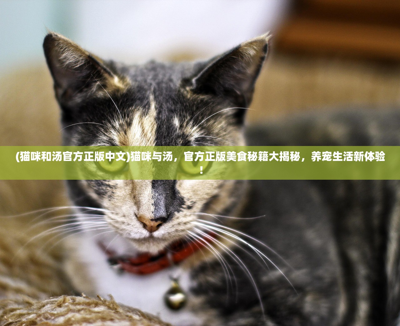 (猫咪和汤官方正版中文)猫咪与汤，官方正版美食秘籍大揭秘，养宠生活新体验！